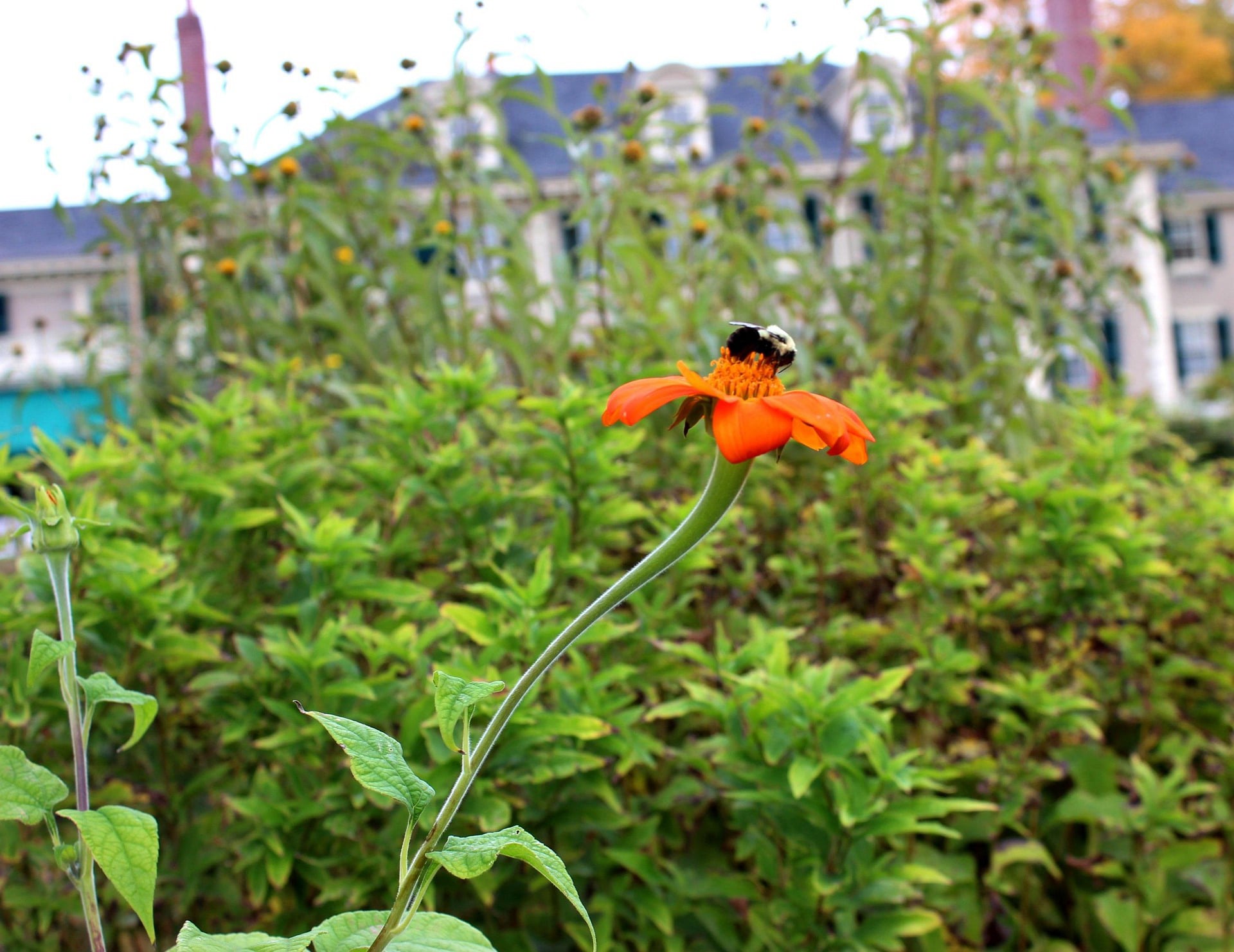 Hilden | Pixel Performance